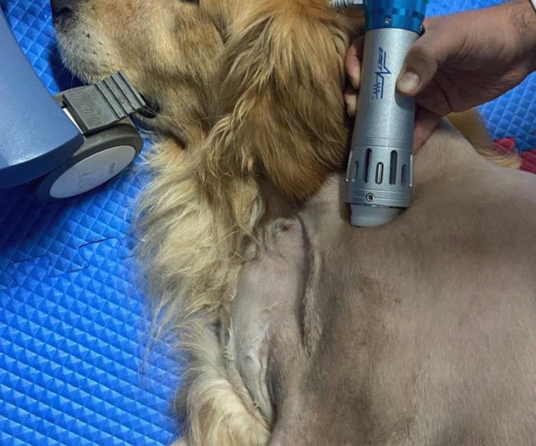 a dog is being groomed by a woman in a salon