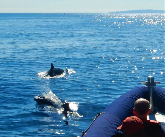 Close dolphin encounter from a boat in Funchal, Madeira.