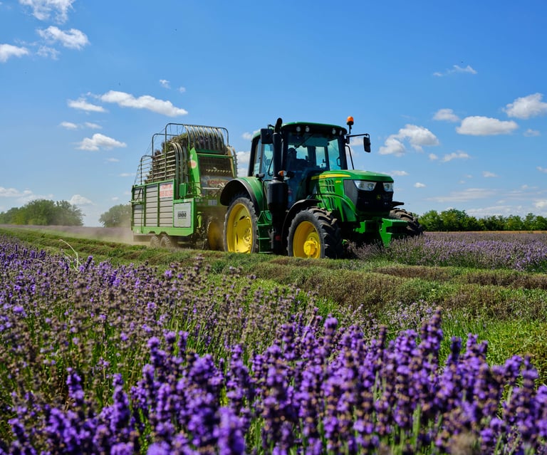 Wholesale supply - Lavandula Angustifolia water hydrosol for cosmetics