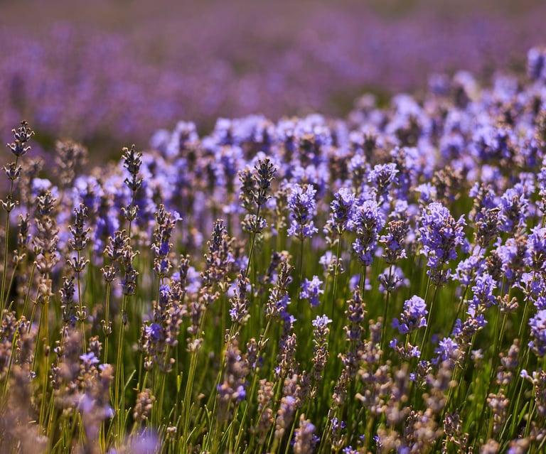 Bulgarian Lavender essential oil & hydrosol - Wholesale