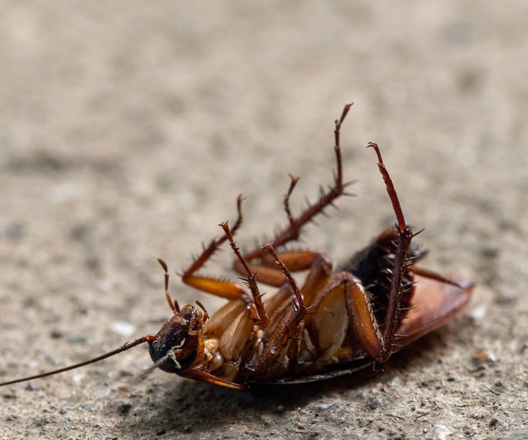 A dead brown cockroach lying on its back on a concrete surface, showing legs and antennae.