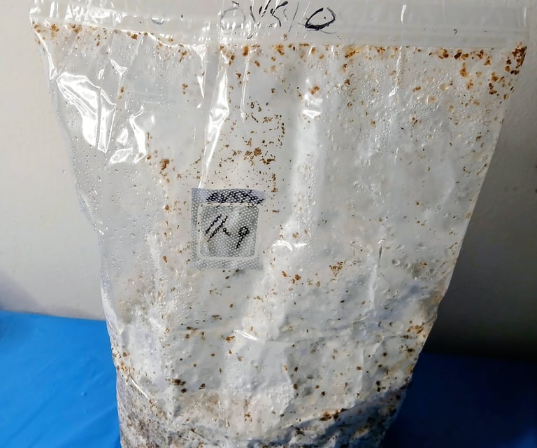 mushroom fruiting block before folding down the flap