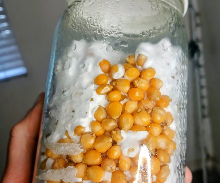 mycelium jar that was never shaken and is taking longer to colonize the jar