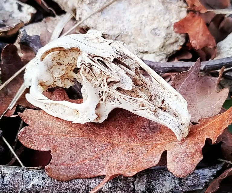 A bird skull on fallen oak leaves in autumn
