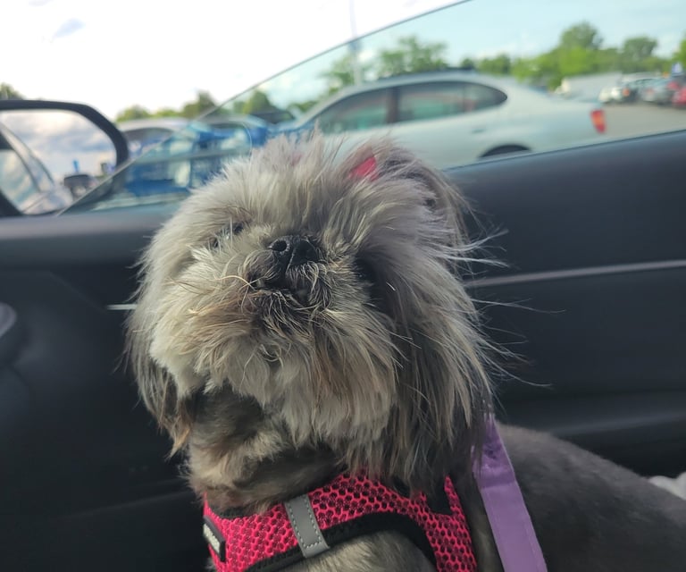 A gray shih tzu in a pink harness looks up while sitting in a car. 