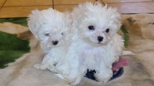 Two Maltese puppies sitting on floor in Texas.