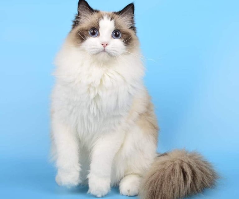 a cat with a fluffy white cat sitting on a blue background