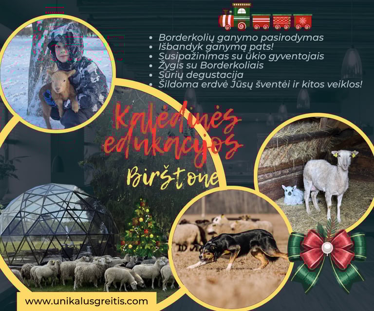 Kalėdos su Borderkoliais