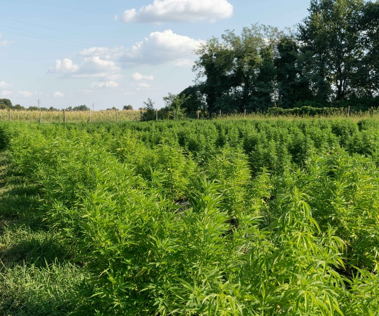 Industrial hemp field with tall green stalks grown for sustainable construction materials in Spain.