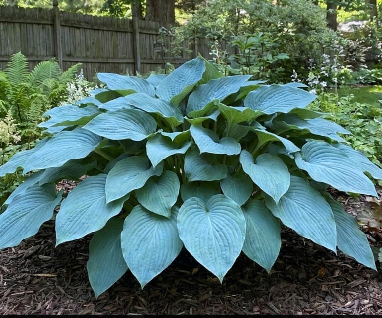 A large Blue Angel Hosta perennial plant with giant blue-green leaves growing in a backyard garden bed with mulch.