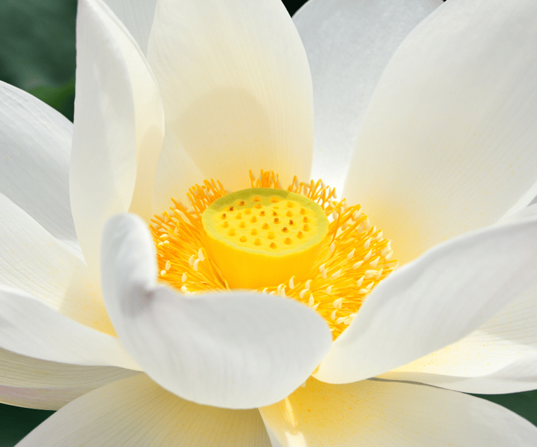 Lotus – Symbol für Reinheit und Balance in der Energiearbeit