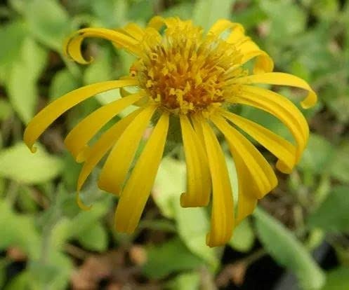 Suplemento de Arnica: O Que é, Para Que Serve