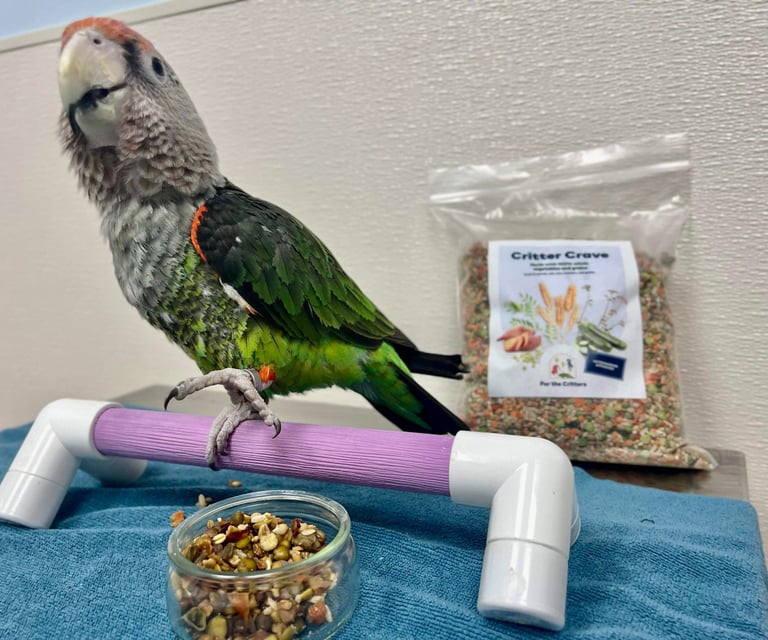 a cape parrot eating food made by "for the critters" a healthy snack for parrots and birds