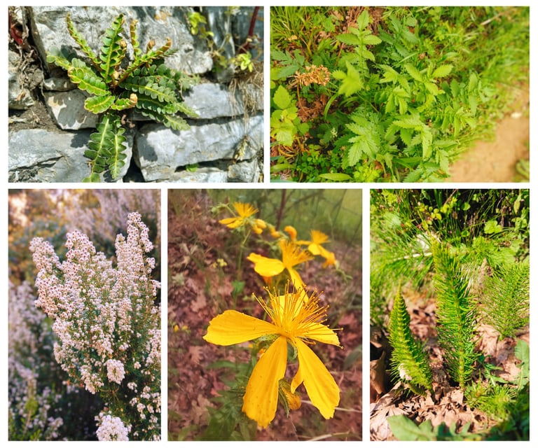Plantidentification in the wild with medical herbalist Emmanouil Manos, various medicinal herbs