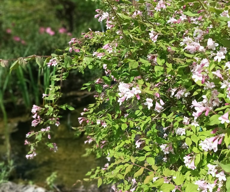 The kolwitzia shrub flowers in spring