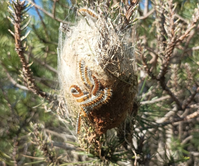 These caterpillars are fully developed and  ready to leave the nest. 