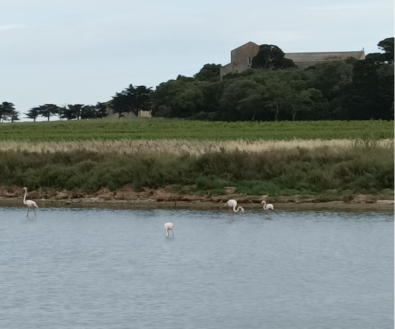 Flamingoes at Maguelone