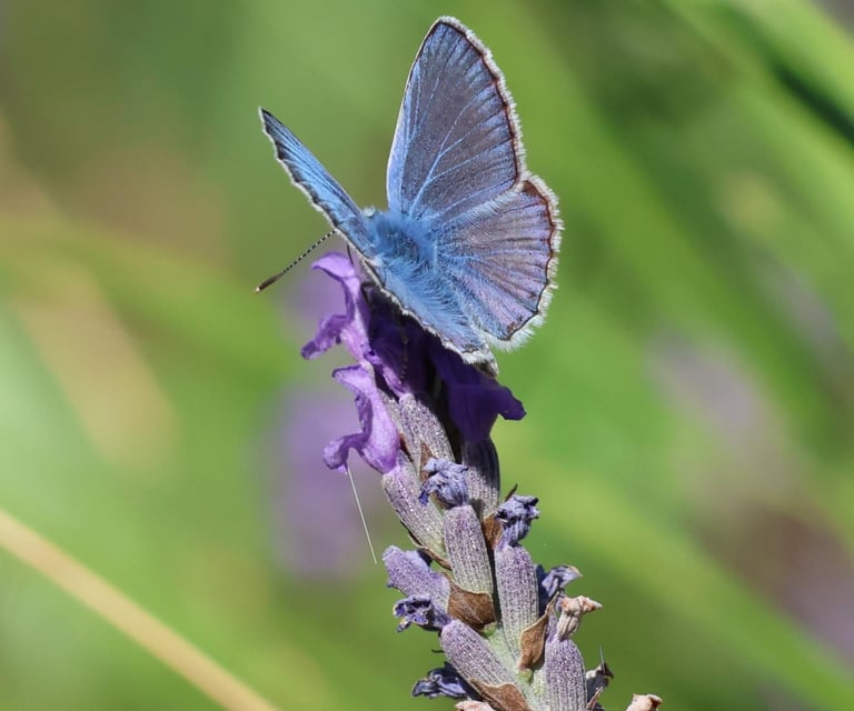 The tiny Common Blue