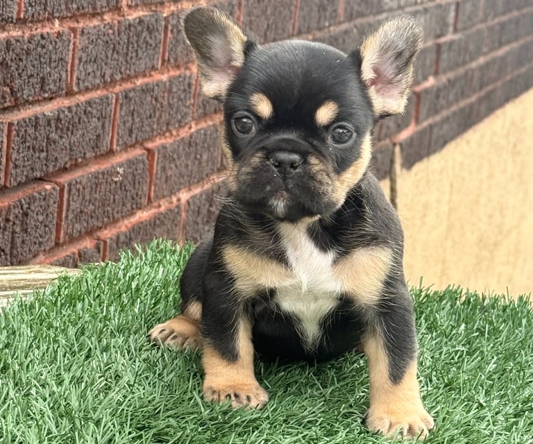 A black tri French Bulldog puppy stands on grass