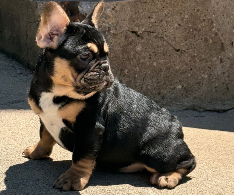 A black tri french female bulldog puppy