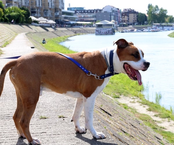 Dog have blue collar and leash Luido pet gear