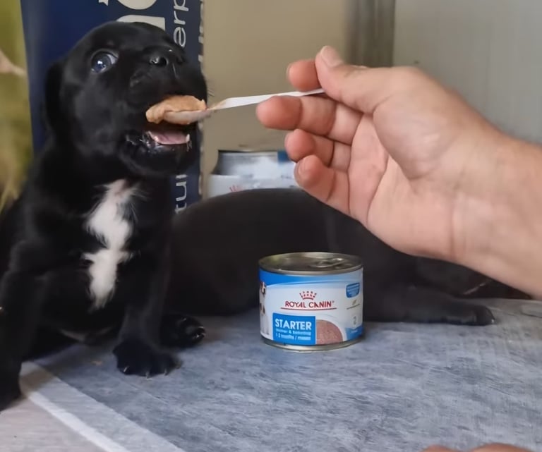 Svezzamento di un cucciolo Staffordshire Bull Terrier nero con mousse starter.