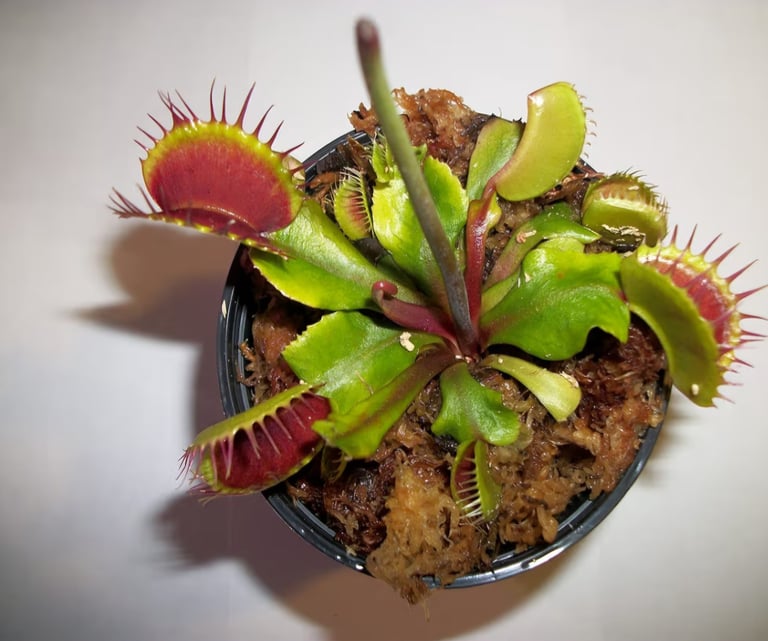 Live Venus flytrap carnivorous plant with signature trap-shaped leaves featured in Quiet at Home