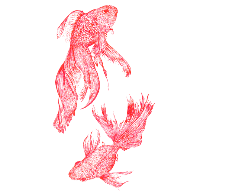 Poissons japonais de couleur rouge dessinés en "DOT"