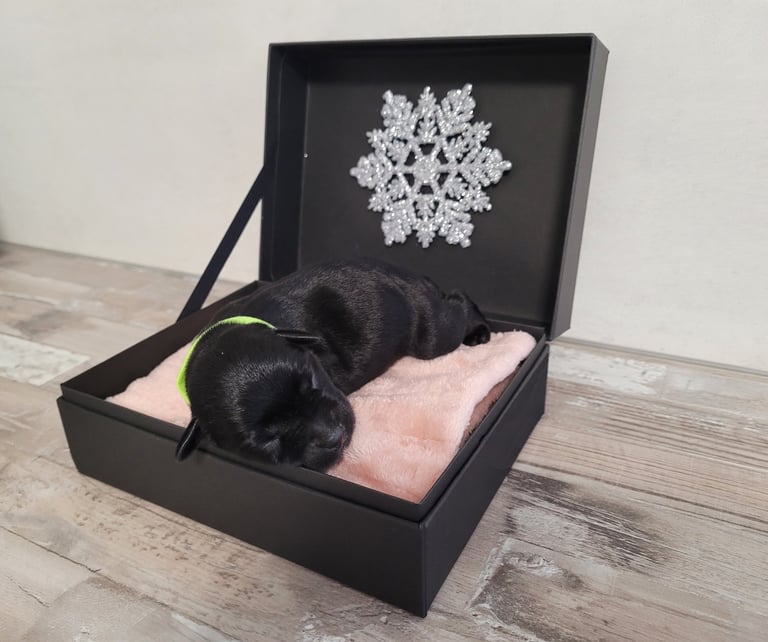 Un Diamant Noir est né