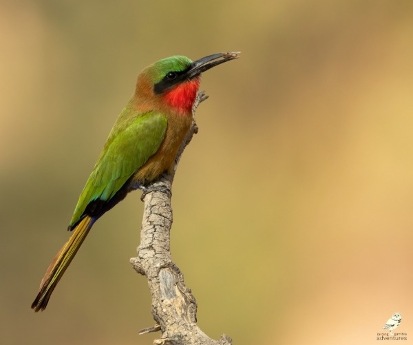 Red-throated bee-eater perched on branch in Gambia