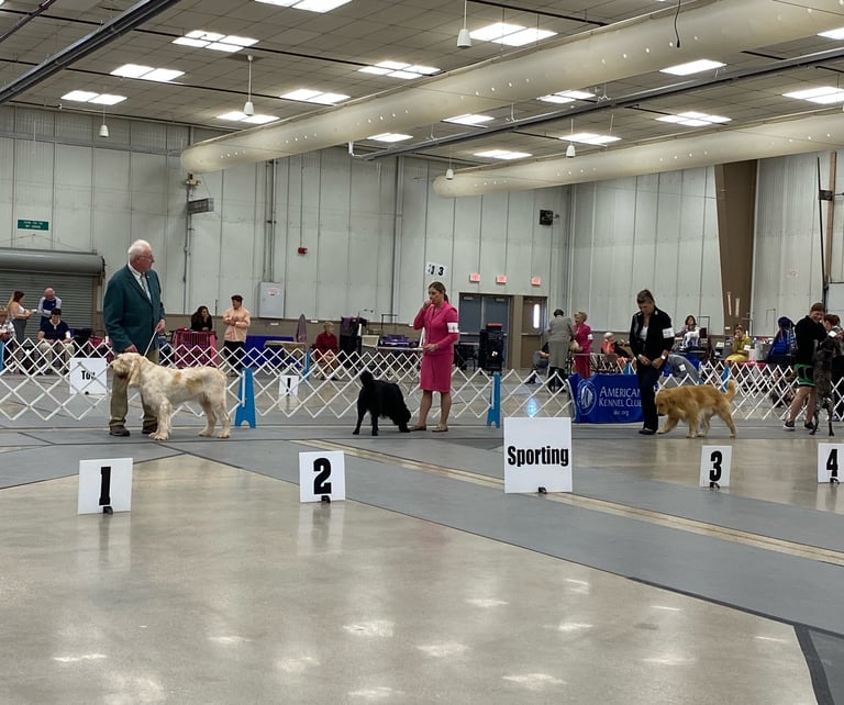 Sporting Group, Conformation, Platte Valley Kennel Club, Christensen Field Fremont Nebraska