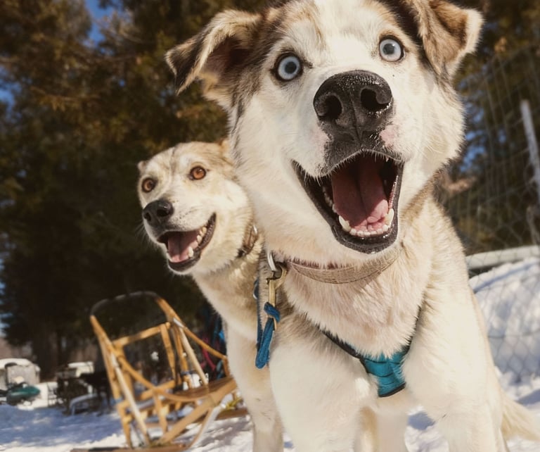 two dogs are standing in the snow