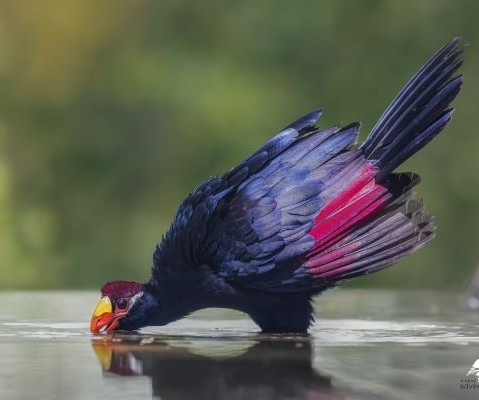 A colorful violet turaco bird with blue and pink feathers drinking water from a reflective pond.