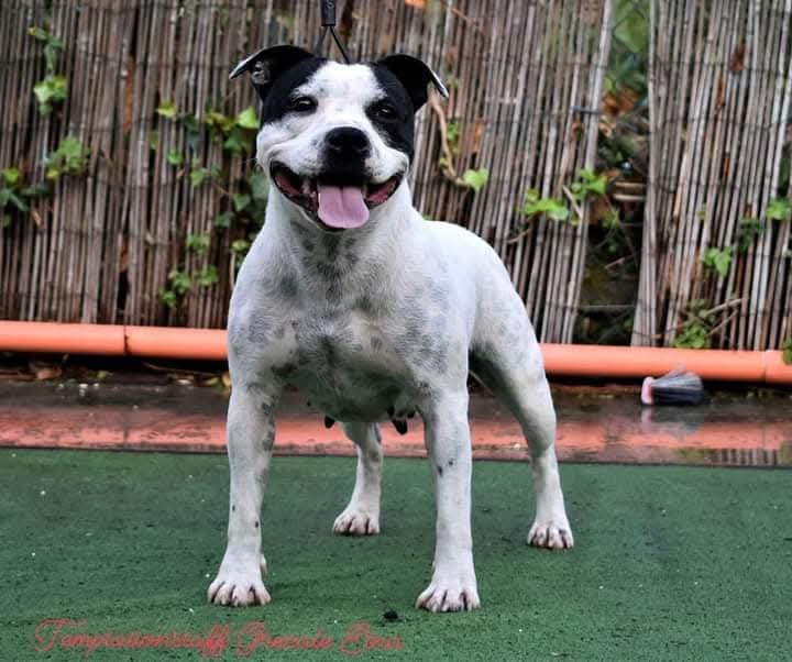 Staffy bianco adulto femmina lingua di fuori