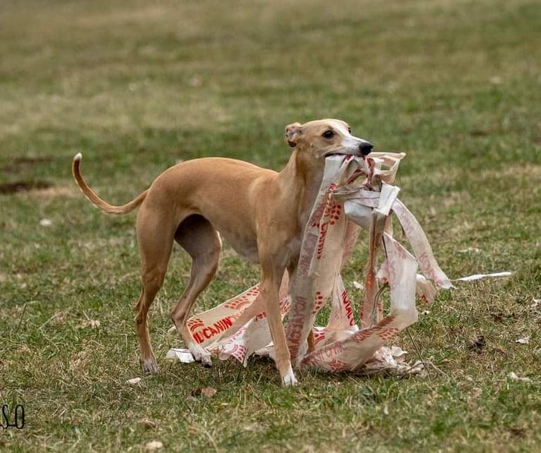 lévrier whippet qui attrape le leurre