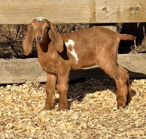 Brown goat with a white spot standing near fence 