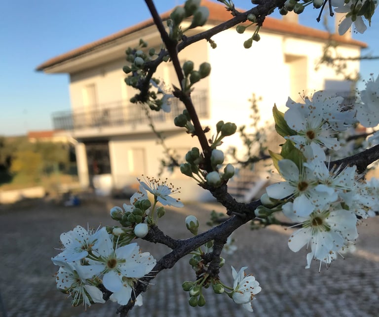 foto Vakantie Appartement Portugal