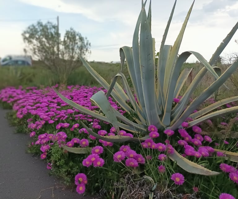 The road  to the canal