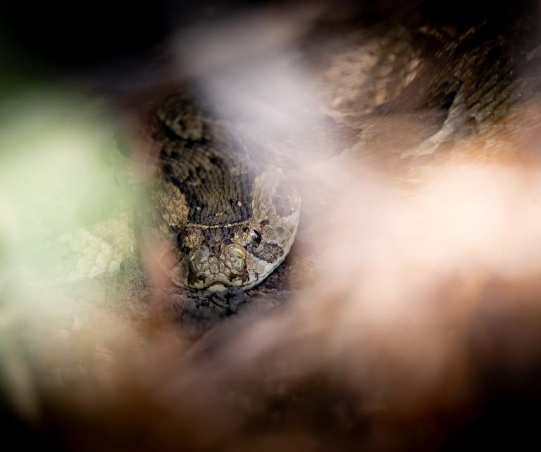 a close up of a snake. puff adder 