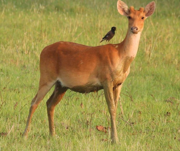 deer in Bardia National Park