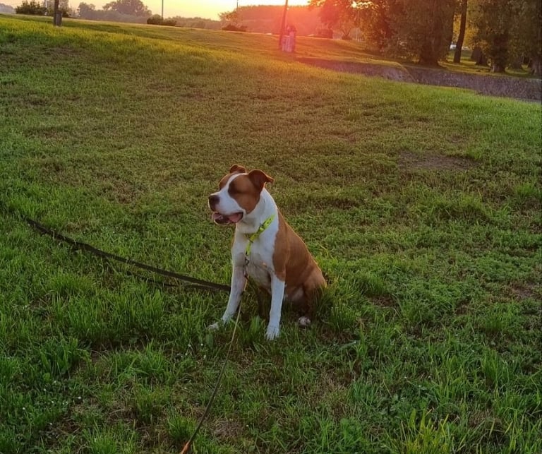 the dog is sitting in the meadow
