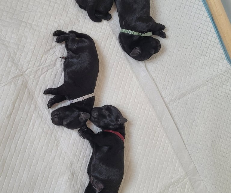 chiots Schnauzer qui viennent de naitre