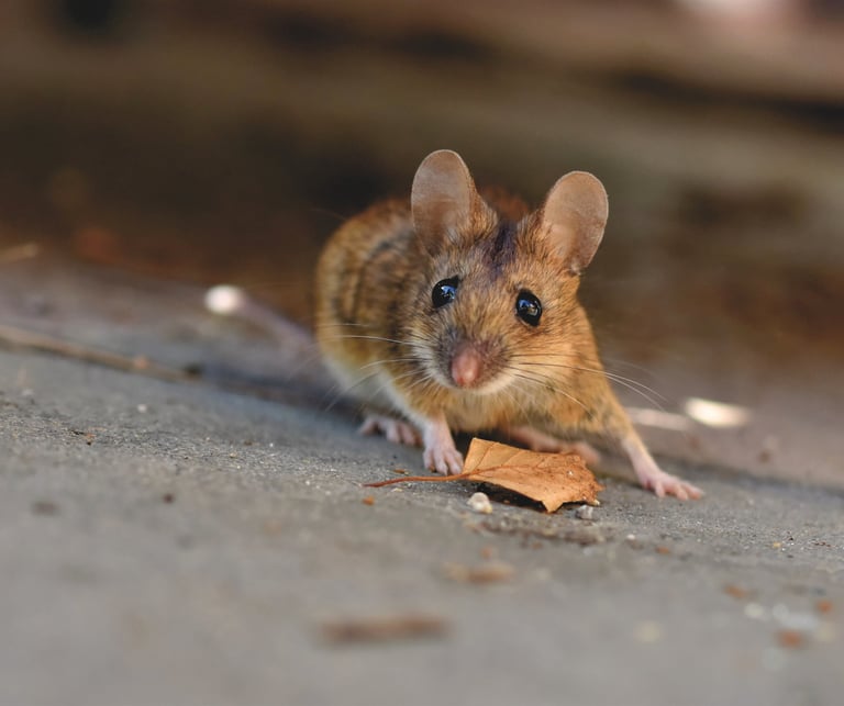 a mouse sits on the ground 