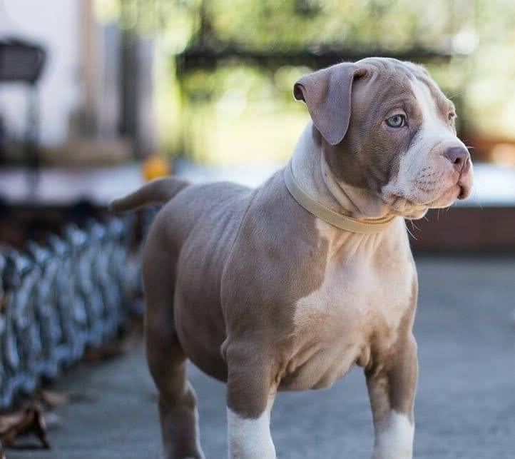 XL AMERICAN BULLY PUPPY, TITANIUM KILO KENNELS
