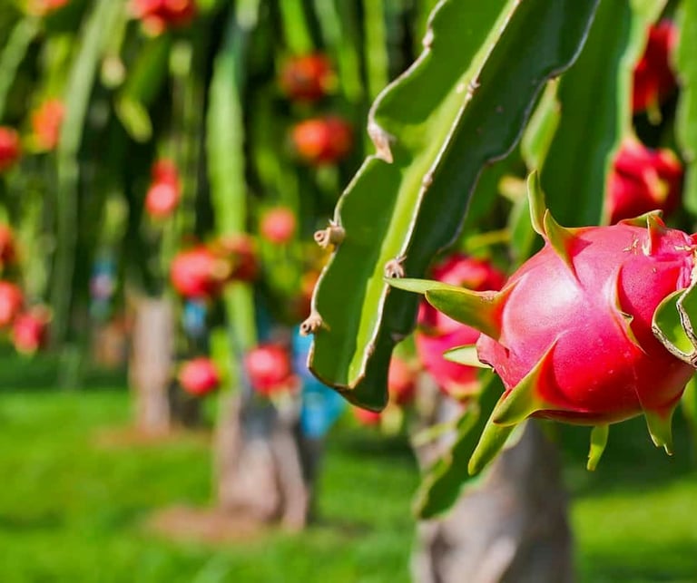 VIET FRUIT white dragon fruit at the farm