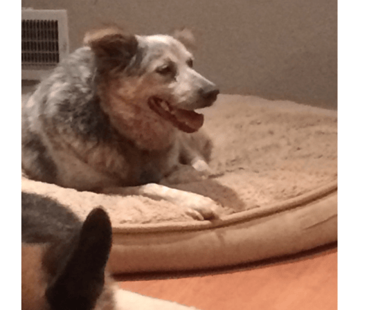 Bailey learning how to relax with behavior modification