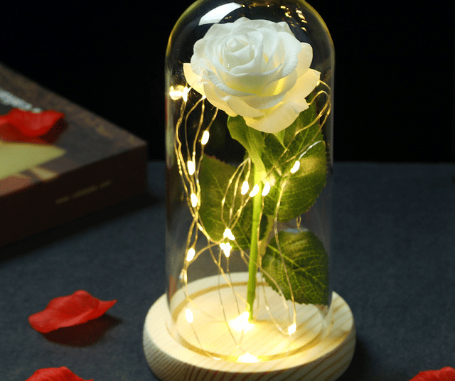 Rose blanche sous cloche