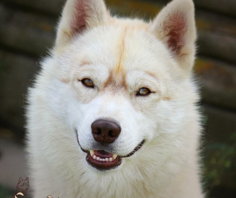 Husky-Erlebnisse, Husky-Ausfahrten, Husky-Trekkingtouren, Husky Abenteuer, Dietfurt, Bayern