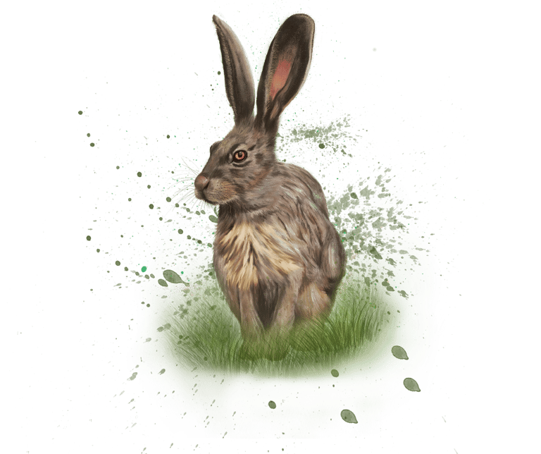 Hare spirit animal image taken from the animal spirit oracle deck