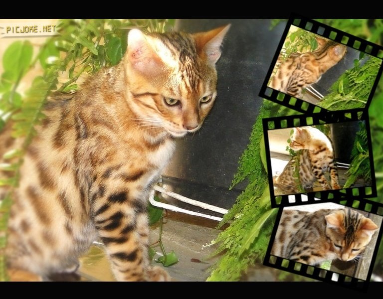 Gato Bengal